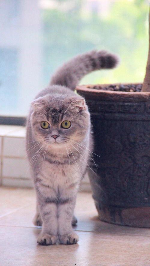 娱乐吃瓜君和折耳猫